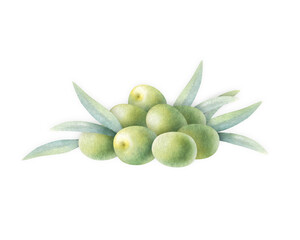Olive fruits with green leaves piled watercolor isolated illustration hand drawn of stacked olives in botanical realistic style for food production, bottle label, nature bio cosmetic, vegetarian menu.
