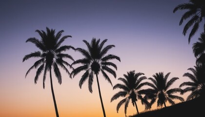 Monochromatic Palm Fronds on Sunset Gradient