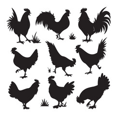 Vector silhouette set of chicken with white background