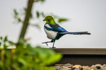 Magpie walking on metals