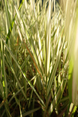 Sunlit Ornamental Grass Close Up