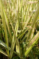 Sunlit Ornamental Grass Close Up