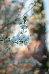 tree in bloom
