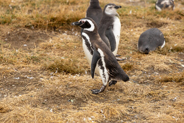 A pair of Magellanic penguins care for their fluffy chick near a burrow in a grassy habitat. The heartwarming scene captures wildlife, family bonds, and nature’s beauty in a remote coastal environment