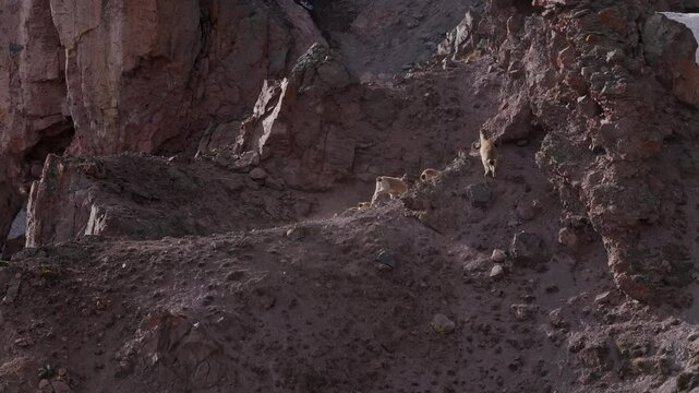 Wild West Caucasian turs navigating steep rocky cliffs in Caucasus