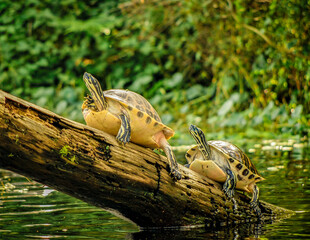 Turtles on the St. Johns River