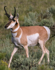 Pronghorn at Yellowstone
