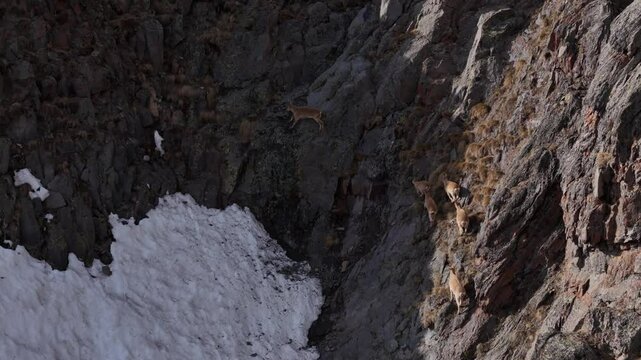 West Caucasian turs climbing steep rocky slopes in Caucasus, Russia