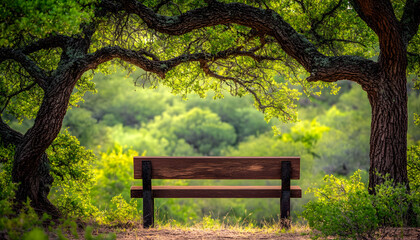 Fototapeta premium Wooden Bench Underneath Trees in Green Forest Provides Tranquil Rest