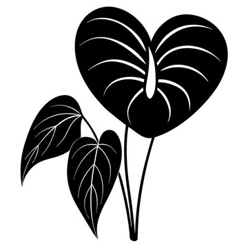 black anthurium plant silhouette on white clip art preview