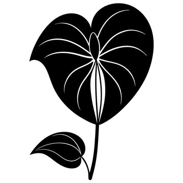 black anthurium flower silhouette on white clip art preview