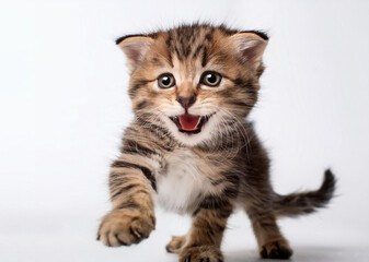 Un pequeño cachorro de gato atigrado caminando y maullando aislado en fondo blanco
