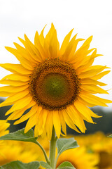 Obraz premium Sunflower close up, early morning in summer