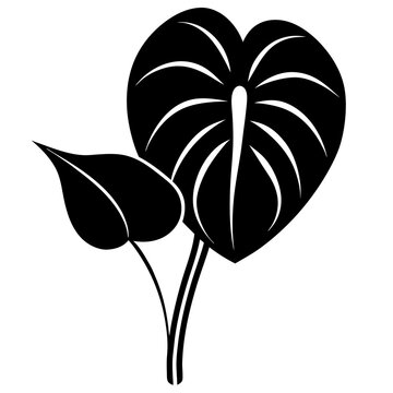 black anthurium plant silhouette on white clip art preview