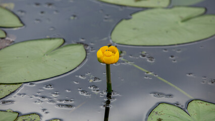 Water lily, beautiful flowers on a clean lake