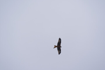 Looking up to red kite bird circling up in the sky at the Airport Z&uuml;rich Kloten on a gray winter day. Photo taken February 17th, 2025, Zurich Kloten, Switzerland.
