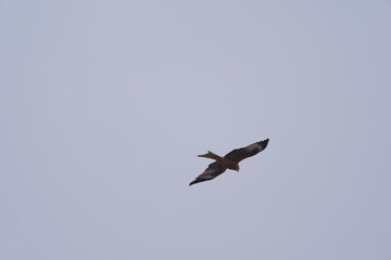 Looking up to red kite bird circling up in the sky at the Airport Zürich Kloten on a gray winter day. Photo taken February 17th, 2025, Zurich Kloten, Switzerland.