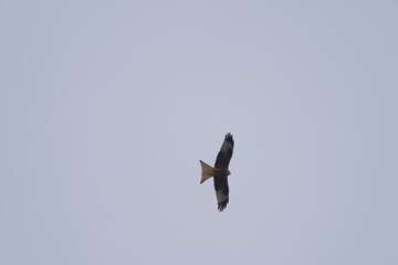Looking up to red kite bird circling up in the sky at the Airport Zürich Kloten on a gray winter day. Photo taken February 17th, 2025, Zurich Kloten, Switzerland.