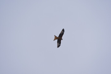 Looking up to red kite bird circling up in the sky at the Airport Zürich Kloten on a gray winter day. Photo taken February 17th, 2025, Zurich Kloten, Switzerland.