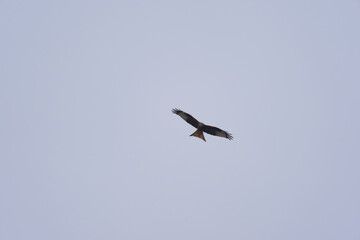 Looking up to red kite bird circling up in the sky at the Airport Zürich Kloten on a gray winter day. Photo taken February 17th, 2025, Zurich Kloten, Switzerland.