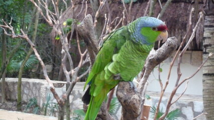 Cancún Tulum Rivera Maya México 