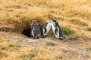 A pair of Magellanic penguins care for their fluffy chick near a burrow in a grassy habitat. The heartwarming scene captures wildlife, family bonds, and nature’s beauty in a remote coastal environment