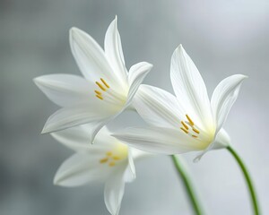 Fototapeta premium White Flowers on Grey Background Representing Grief and Loss, Minimalist Condolence Design