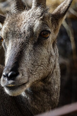 Mountain goat close-up rocky mountains wildlife photography natural habitat eye-level perspective animal behavior