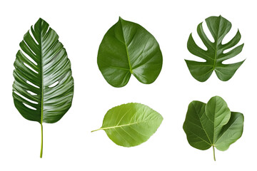 Fototapeta premium Diverse Green Leaves on Transparent Background Botanical Elements