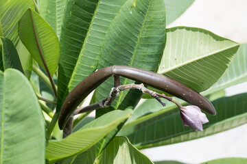 The frangipani (plumeria acuminata) fruits.