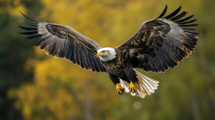 Obraz premium Bald Eagle in Flight Over Golden Forest