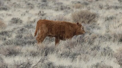 A young calf walks through the sagebrush in the high desert near Pyramid Lake, Nevada, showcasing the rugged beauty of open-range ranching.