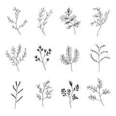 A collection of fine botanical sketches featuring various plant species. Perfect for logos, stationery, and minimalist compositions.