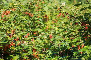 red berries on a currant bush