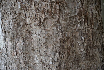 まだ若いブナの幹