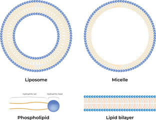 Liposomes and Micelles Design Vector Illustration
