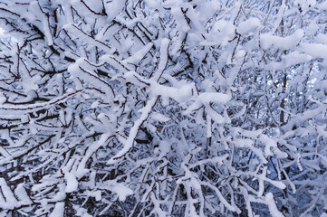 A close-up view of the crown of a tree covered in frost. Background for various uses.