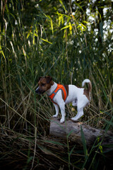 Pies rasy jack russel terier biega i bawi się w wodzie w odblaskowej kamizelce szelkach rozchlapując dookoła wodę © Katarzyna Krociel