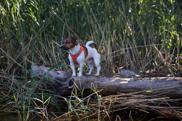 Pies rasy jack russel terier biega i bawi się w wodzie w odblaskowej kamizelce szelkach rozchlapując dookoła wodę © Katarzyna Krociel
