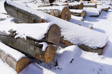 Snow-covered tree trunks called beech. A warehouse of material prepared for further processing.