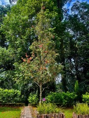 Obraz premium A garden with trees features a lush landscape, offering shade, beauty, and tranquility, with various types of trees enhancing the natural environment.