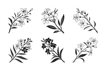 Lobelia (Lobelia spp.) silhouette vector illustration