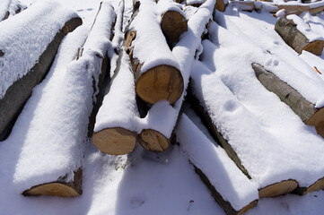 Snow-covered tree trunks called beech. A warehouse of material prepared for further processing.