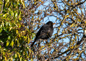 Common Blackbird (Turdus merula) in Dublin, Ireland. Commonly found in woodlands, parks, and gardens.