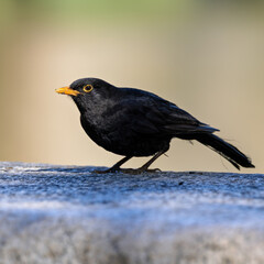 Common Blackbird (Turdus merula) in Dublin, Ireland. Commonly found in woodlands, parks, and gardens.
