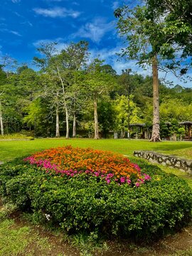 A flower garden landscape plant features vibrant, colorful blooms arranged in aesthetically pleasing patterns, enhancing outdoor spaces.