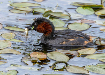Little Grebe (Tachybaptus ruficollis), often found in lakes and ponds, spotted in Father Collins...