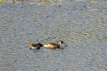 Little Grebe (Tachybaptus ruficollis), often found in lakes and ponds, spotted in Father Collins Park
