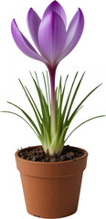 Vibrant Purple Crocus Flower in Terracotta Pot Spring Bloom Close up View