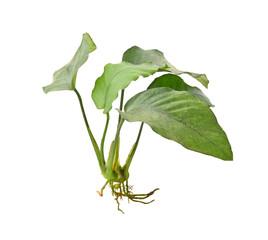 aquarium plant Anubias on transparent png